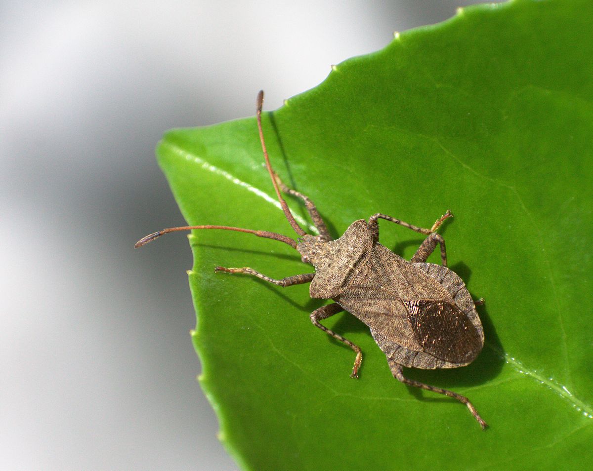 Coreus marginatus